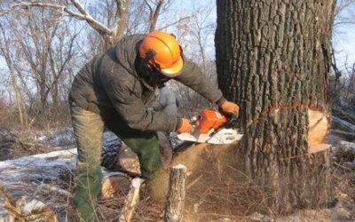 Спил и вырубка деревьев - Пермь, цены, предложения специалистов