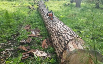 Спил и вырубка деревьев, корчевание пней - Пермь, цены, предложения специалистов