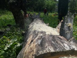 Спил и вырубка деревьев, корчевание пней стоимость услуг и где заказать - Пермь